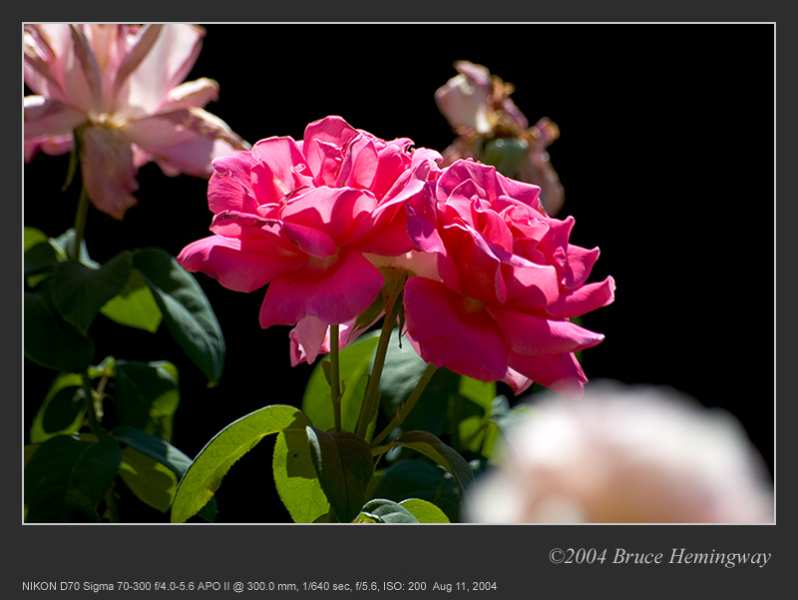 Rose006
