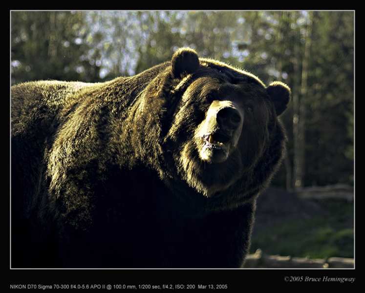 bear