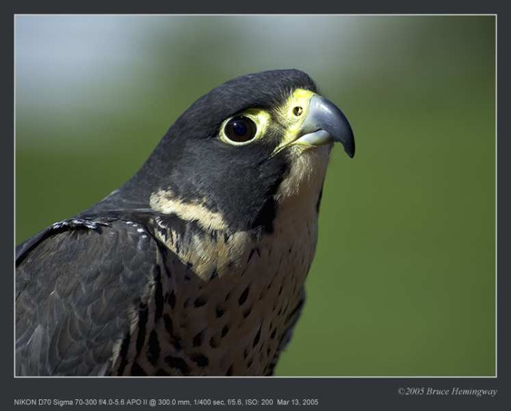 falcon