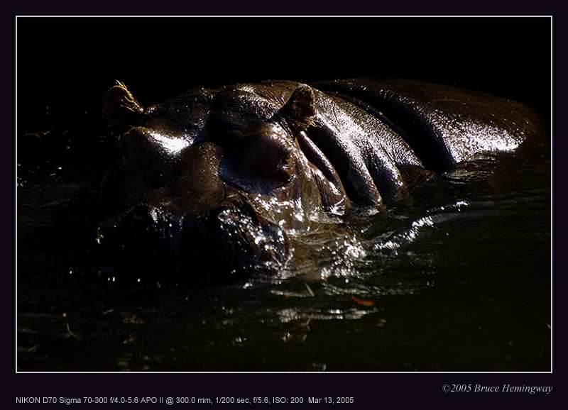 hippo