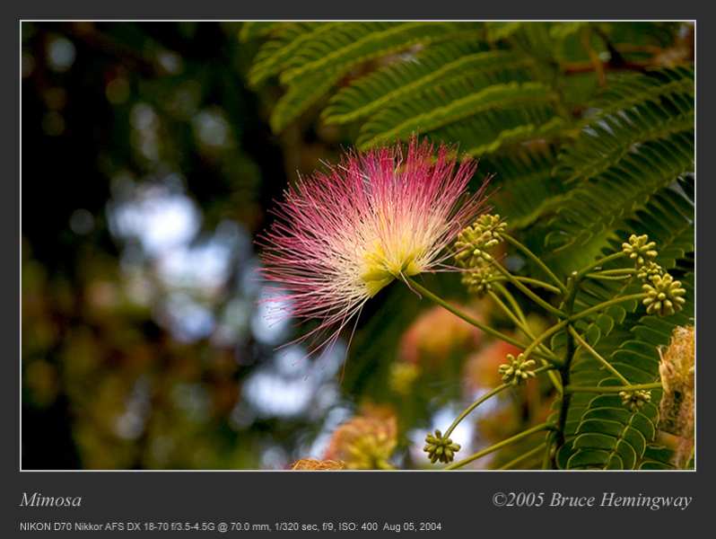 mimosa