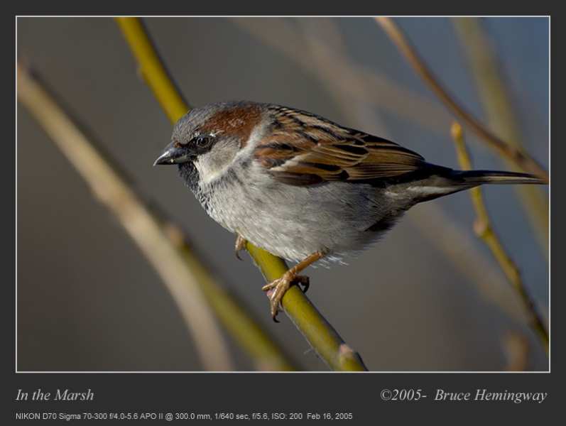 sparrow