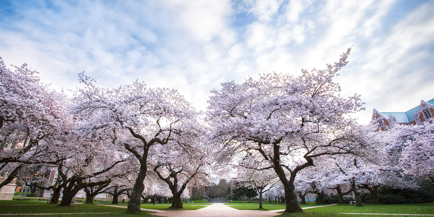 Banner image showing cherry blossoms in bloom in the University of Washington quad