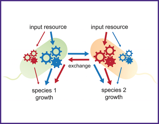 Diagram of two bacterial species shown taking in input resources and exchanging resources amongst themselves, leading to growth of both species