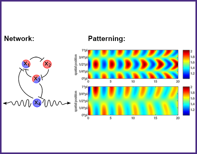 A quenched oscillator network is shown with three species X1, X2, and X3 forming a ring oscillator (repress each other in a cycle) and a diffusive species X4 that interacts with X3 and X1 to potentially disrupt oscillations. Colored graphs are shown of two different possible spatiotemporal patterns for one of the species.