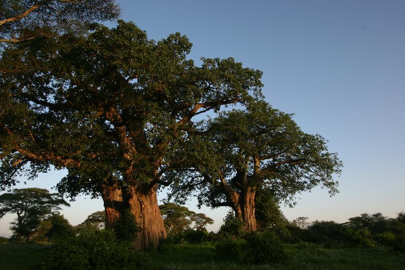 tar-baobab